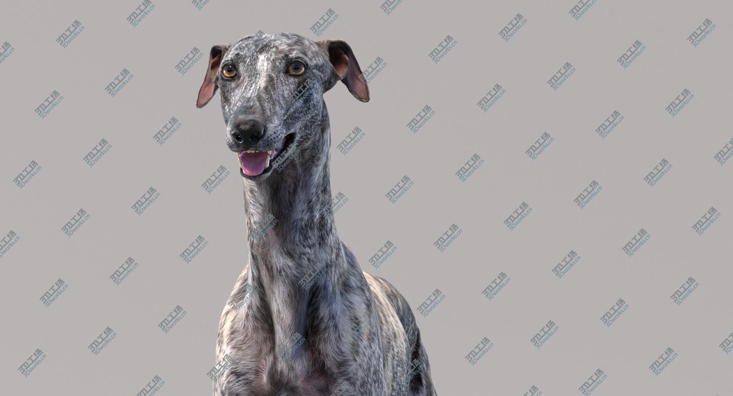 images/goods_img/2021040162/3D Greyhound (2)/5.jpg